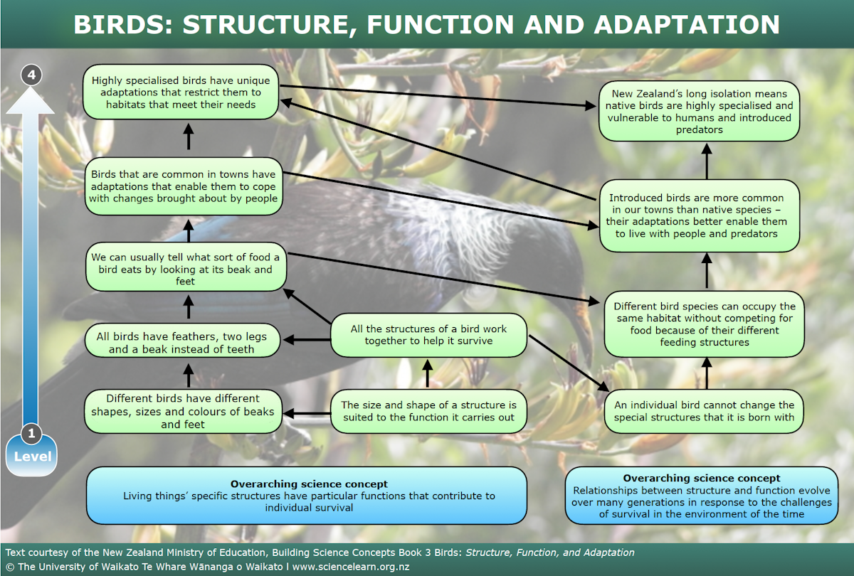 Different Bird Complex Birds: Structure, function and adaptation