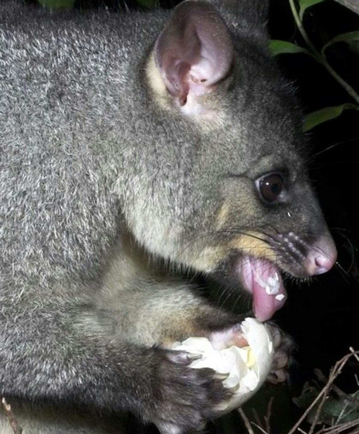 www.sciencelearn.org.nz