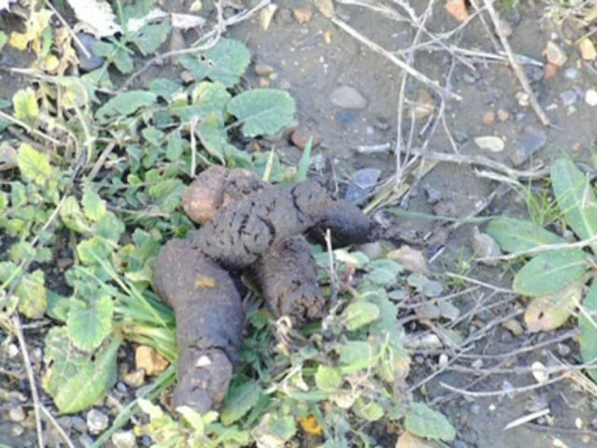 Sources of poo — Science Learning Hub