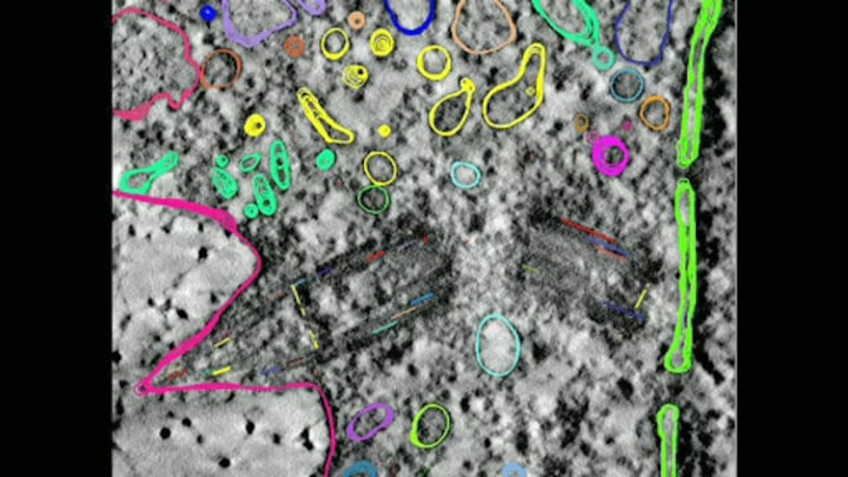 A 3D model of the primary cilium — Science Learning Hub