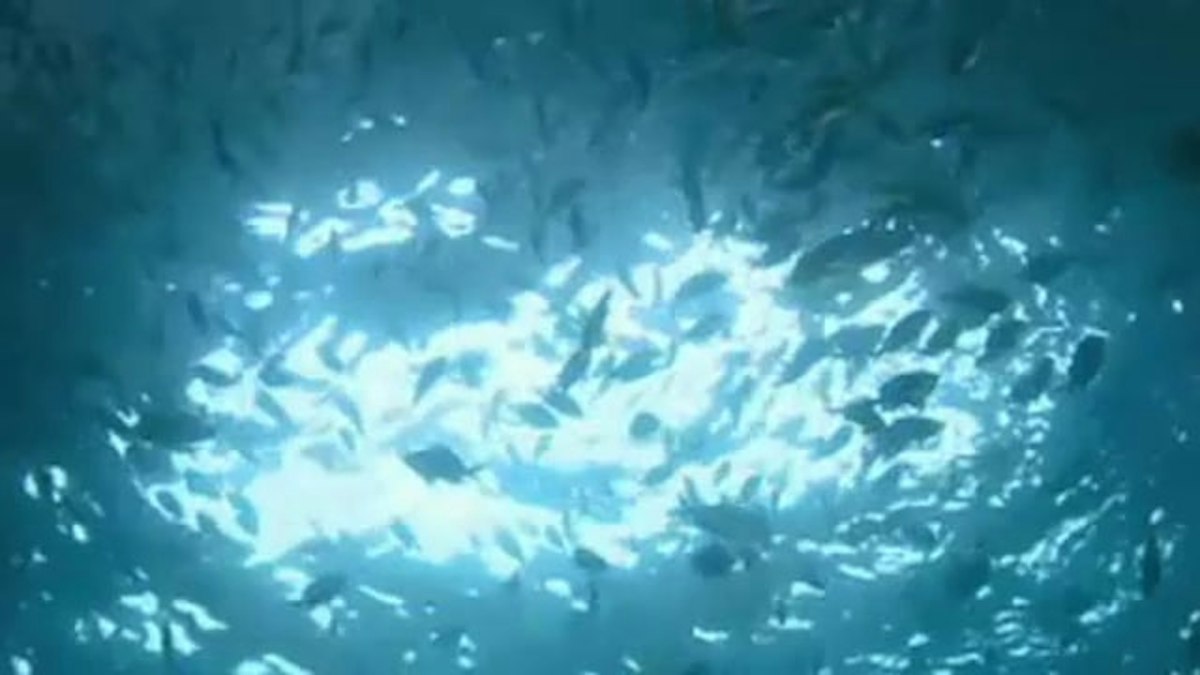 What makes reef noise? — Science Learning Hub