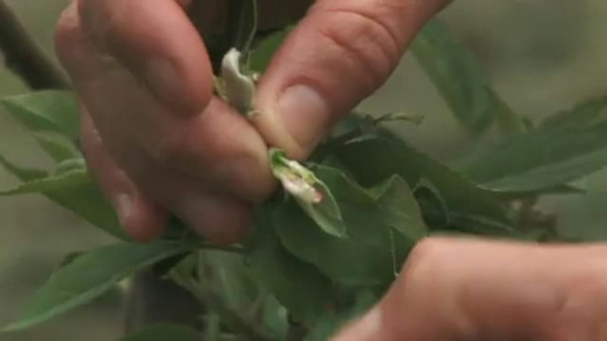 Cross-pollinating apples — Science Learning Hub