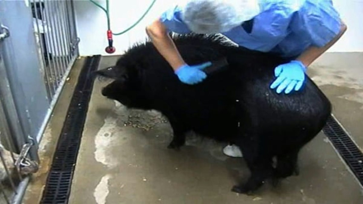 Pig welfare at LCT — Science Learning Hub
