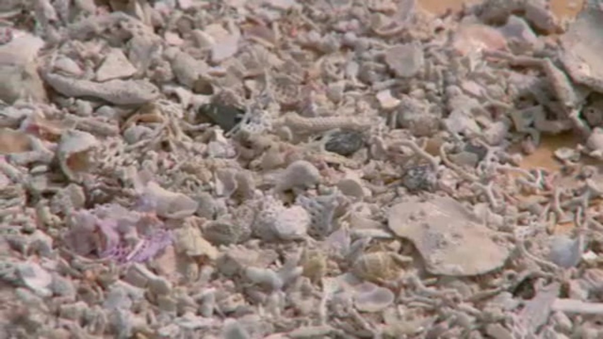 Limestone diagenesis — Science Learning Hub