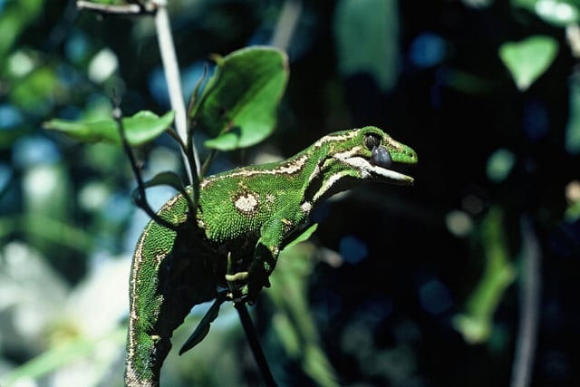 Gecker Gecko noises — Science Learning Hub