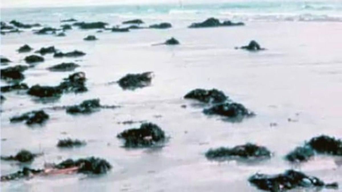 Harvesting spat from 90 Mile Beach — Science Learning Hub