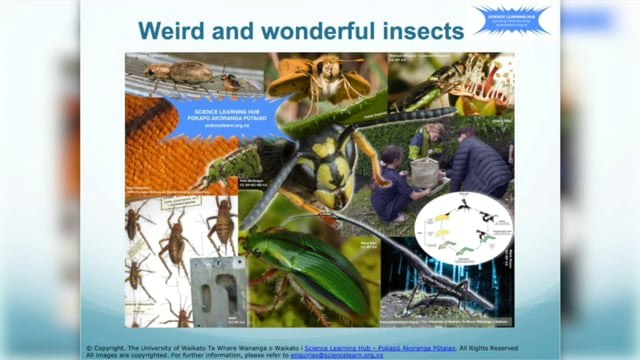 Well Know Insects All about insects — Science Learning Hub