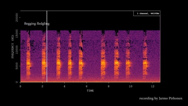 A screenshot of acoustic analysis software, showing a spectrogram of bird vocalizations.