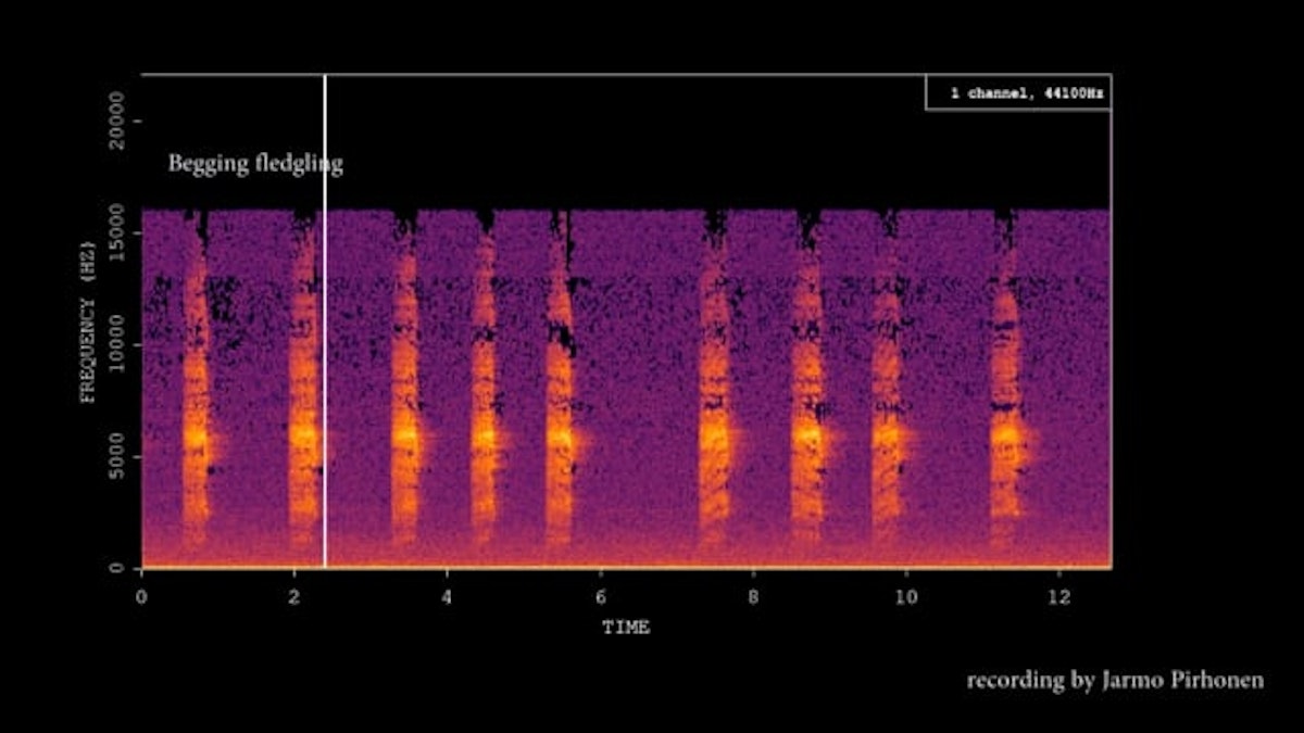 A screenshot of acoustic analysis software, showing a spectrogram of bird vocalizations.