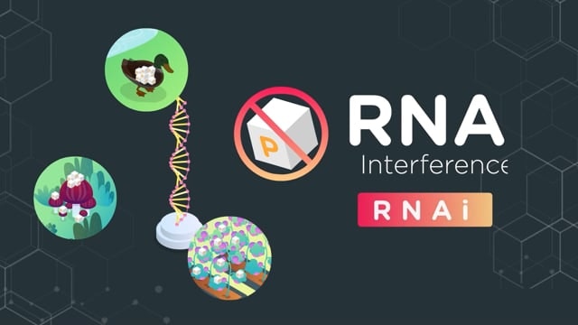 RNA interference explained — Science Learning Hub