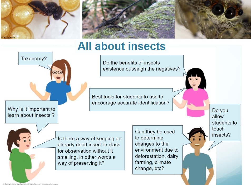 All about insects – slideshow — Science Learning Hub