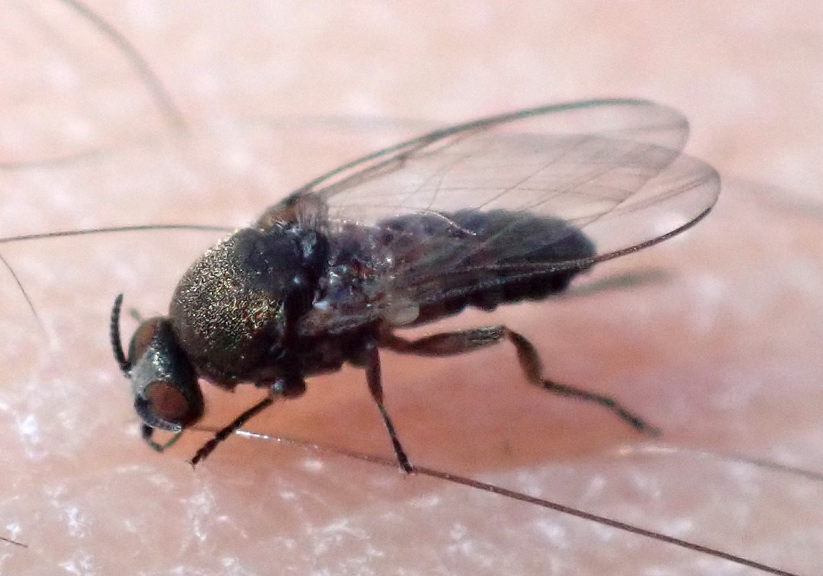Sand Flu Sandfly — Science Learning Hub