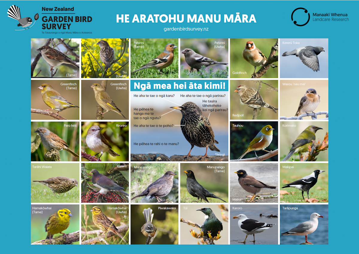 He aratohu manu — Science Learning Hub