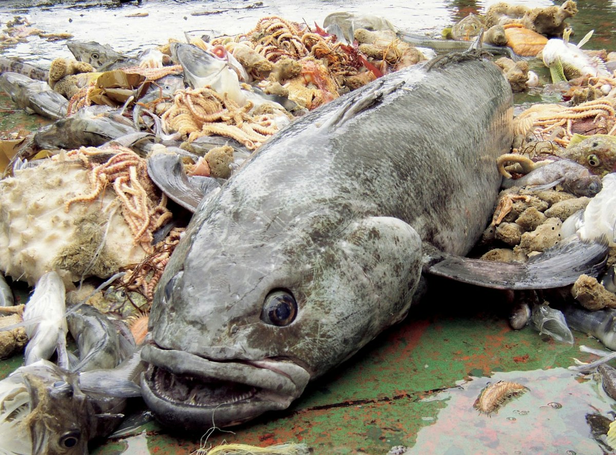 Antarctic toothfish — Science Learning Hub