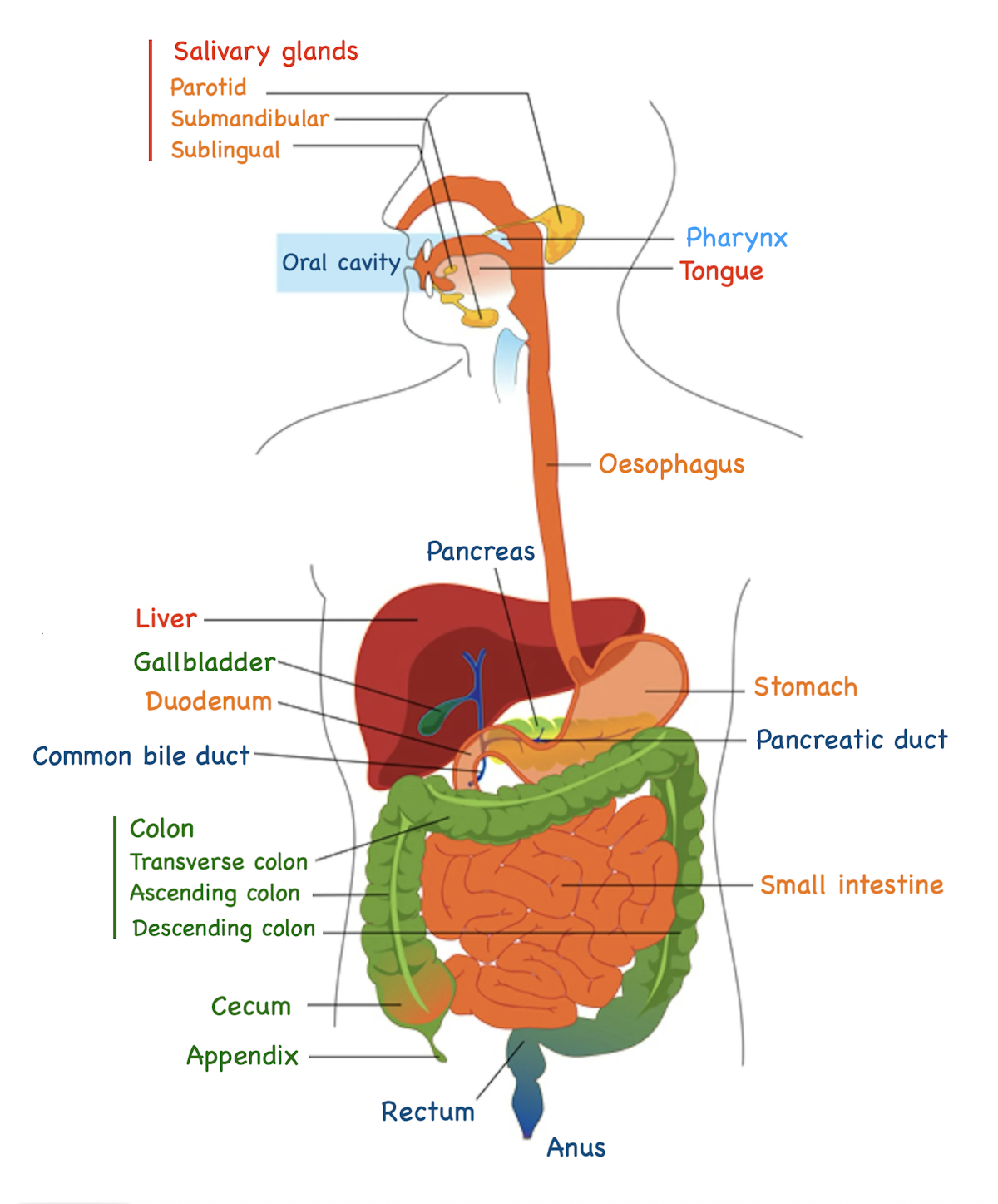 Label Human Digestive System Diagram