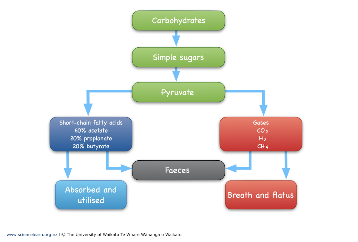 Fermentation in the large intestine — Science Learning Hub