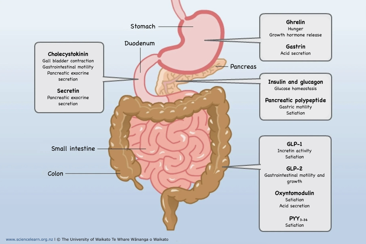 Picture of Gut hormones — Science Learning Hub