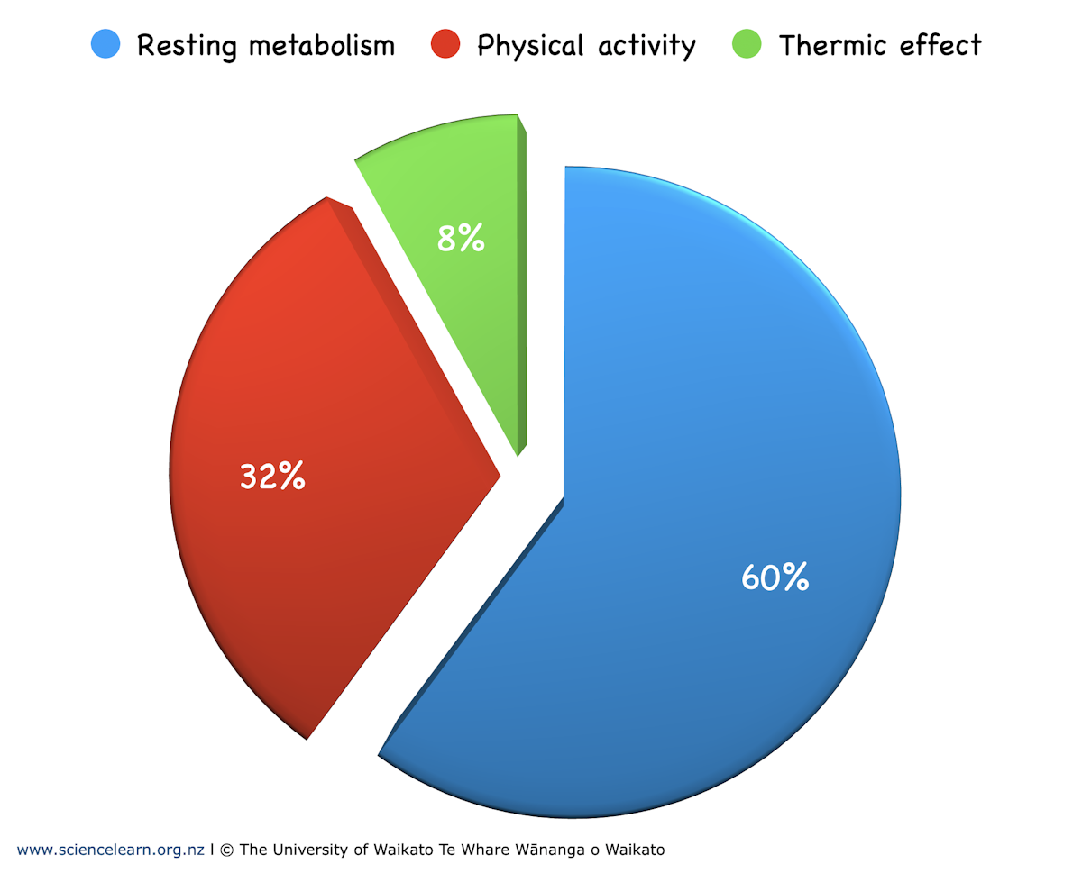 Calculating RMR and daily energy output