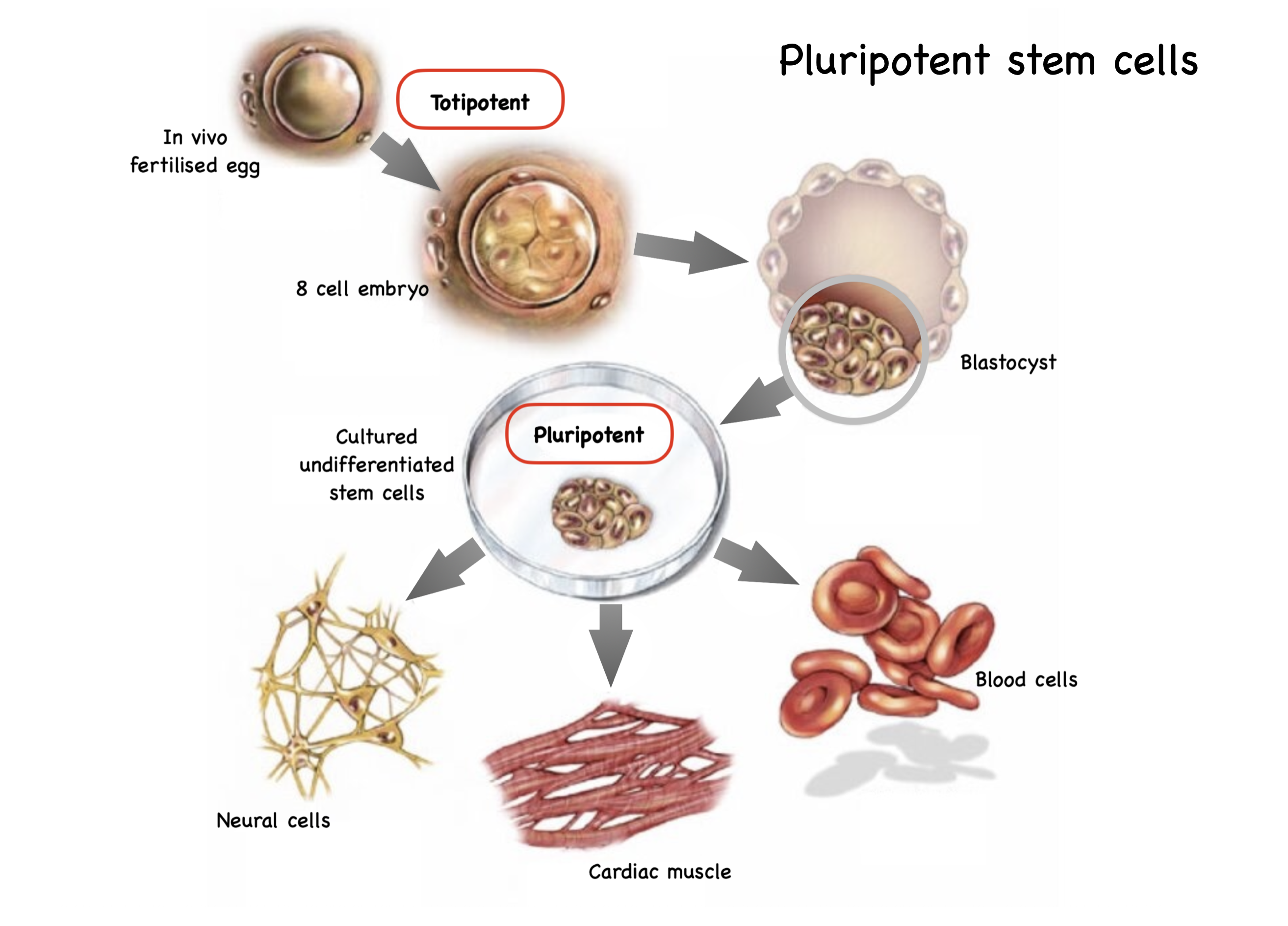 ブースター・導入液 EGG BLASTODERM PLURIPOTENT CELL Pluripotent stem cells — Science Learning Hub