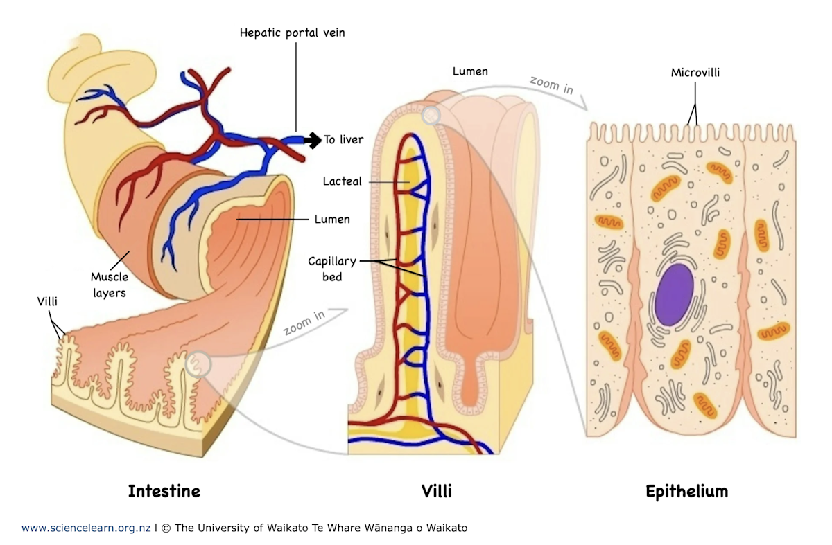 Serial Villi Small Intestine Diagram Villi HOW TO DAW VILLUS DIAGRAM EASILY?