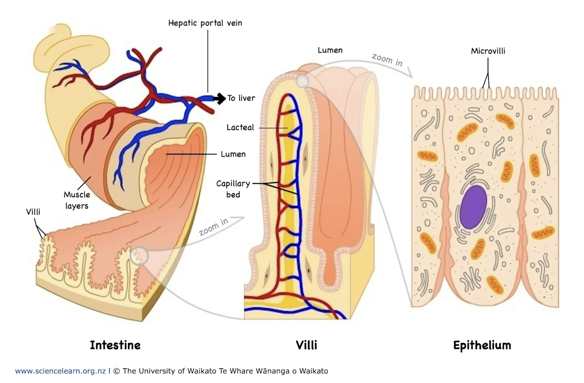 Small Intestine Diagram Villi HOW TO DAW VILLUS DIAGRAM EASILY?