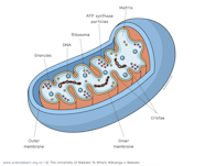 Mitochondrion Structure Mitochondrion Structure