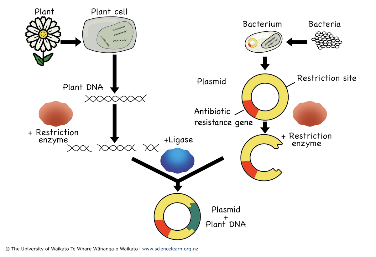 Adding Genes Recombinant DNA cloning — Science Learning Hub