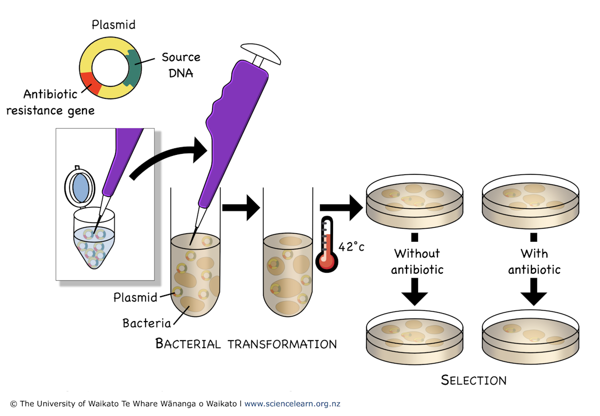 Bacterial transformation — Science Learning Hub