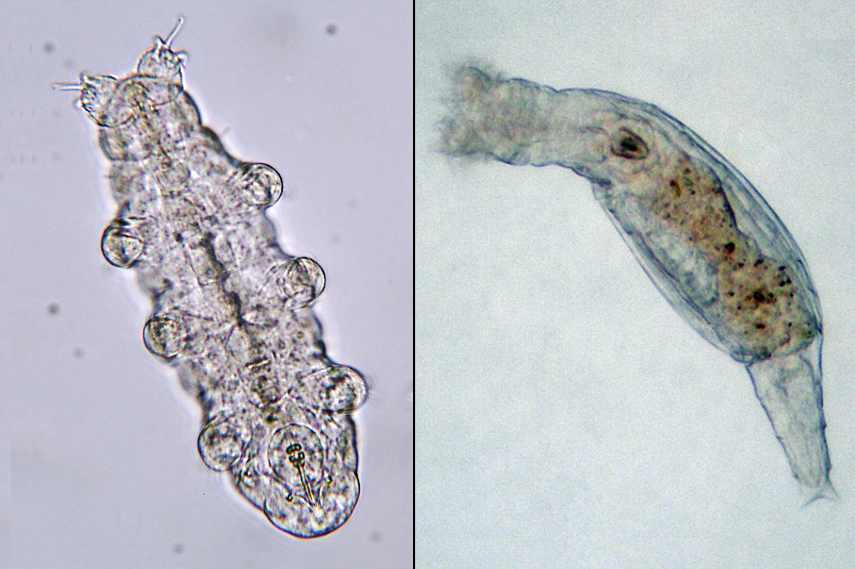 tardigrade vs rotifer vs nematode comparison chart microscope