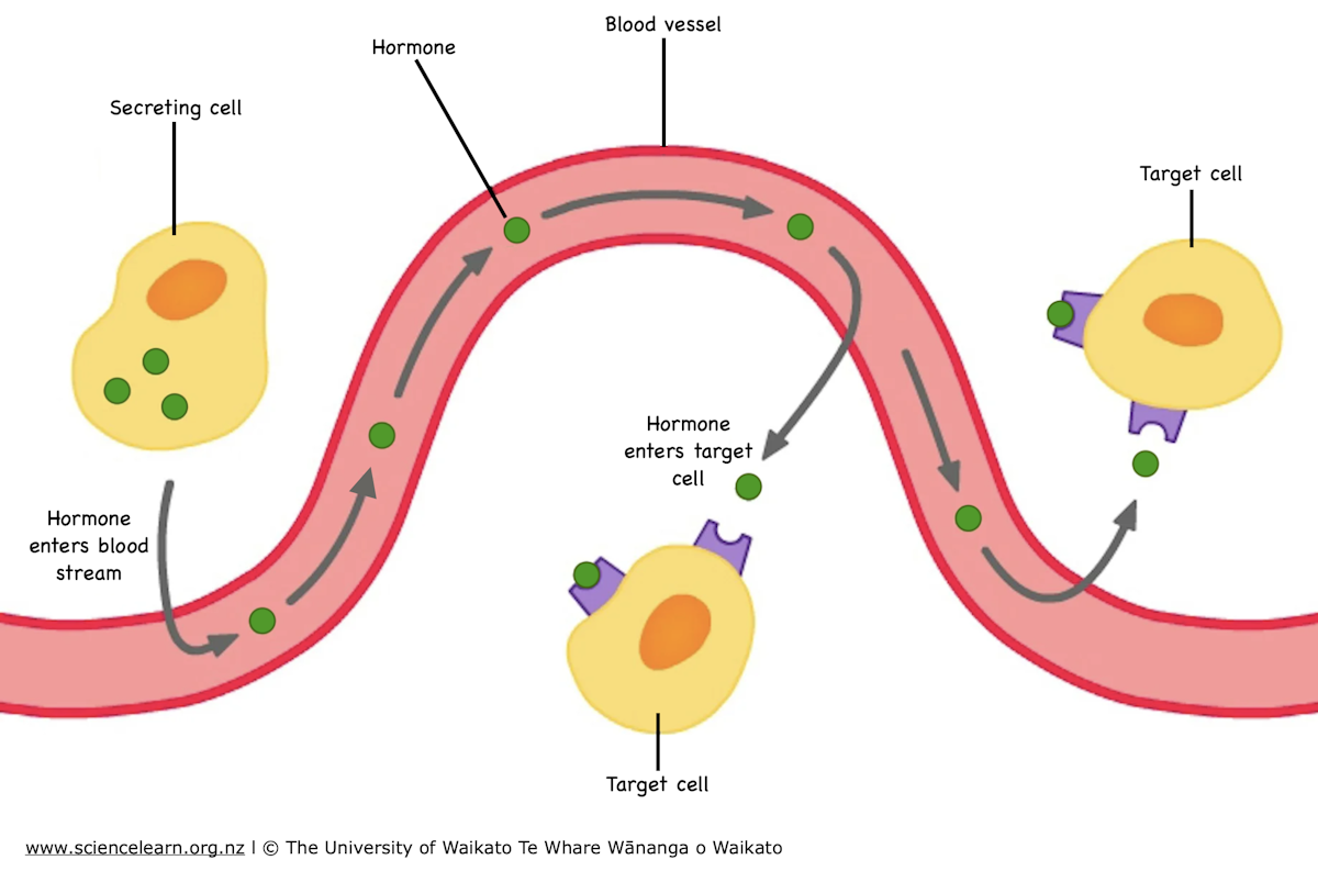 Hormone action — Science Learning Hub