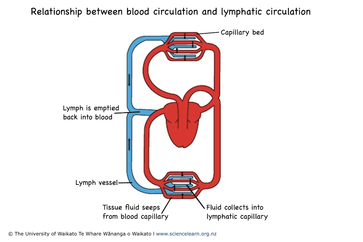 Parallel circulation systems — Science Learning Hub
