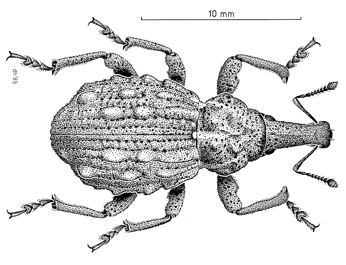 Canterbury knobbled weevil (Hadramphus tuberculatus)