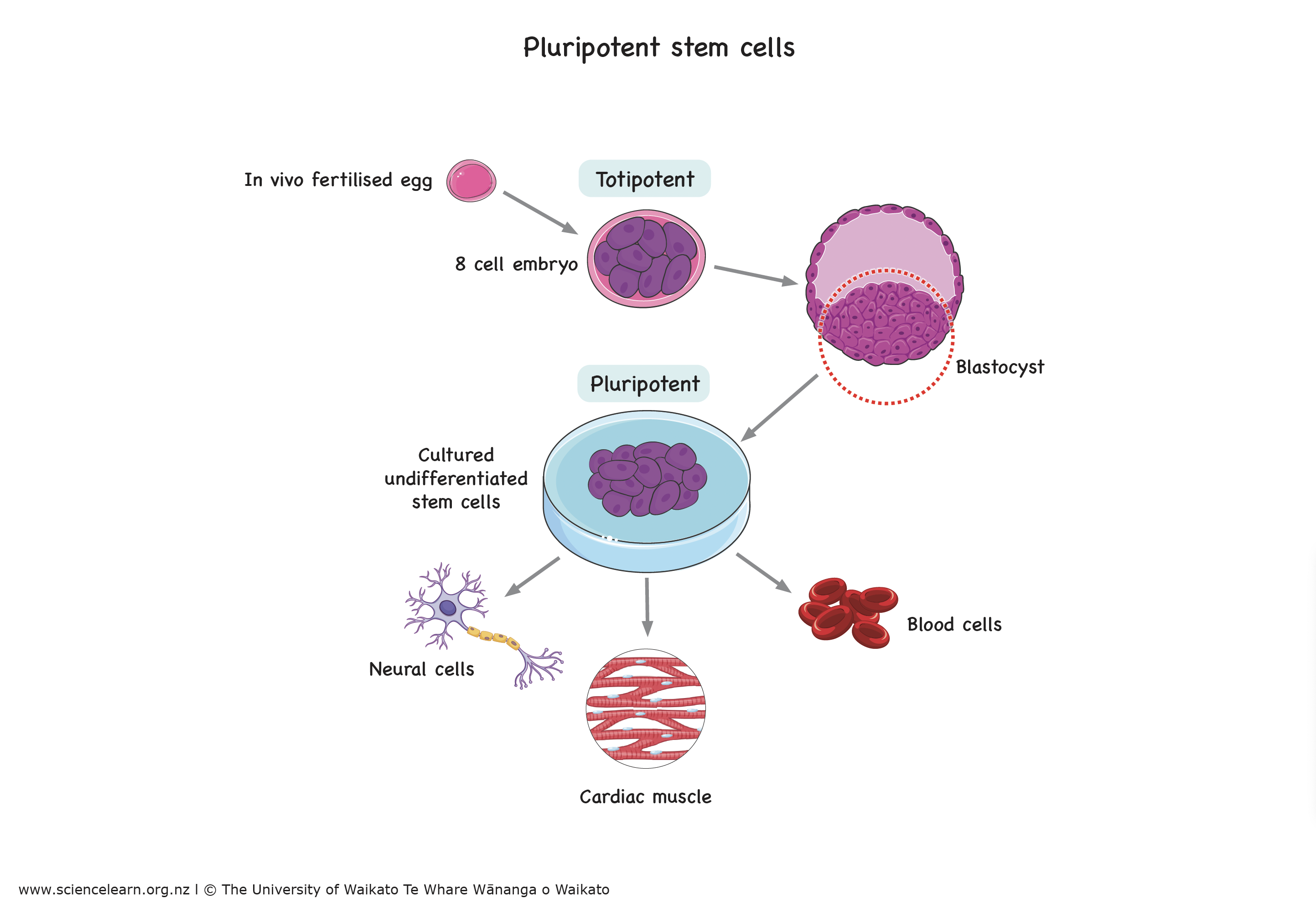 Pluripotent stem cells — Science Learning Hub