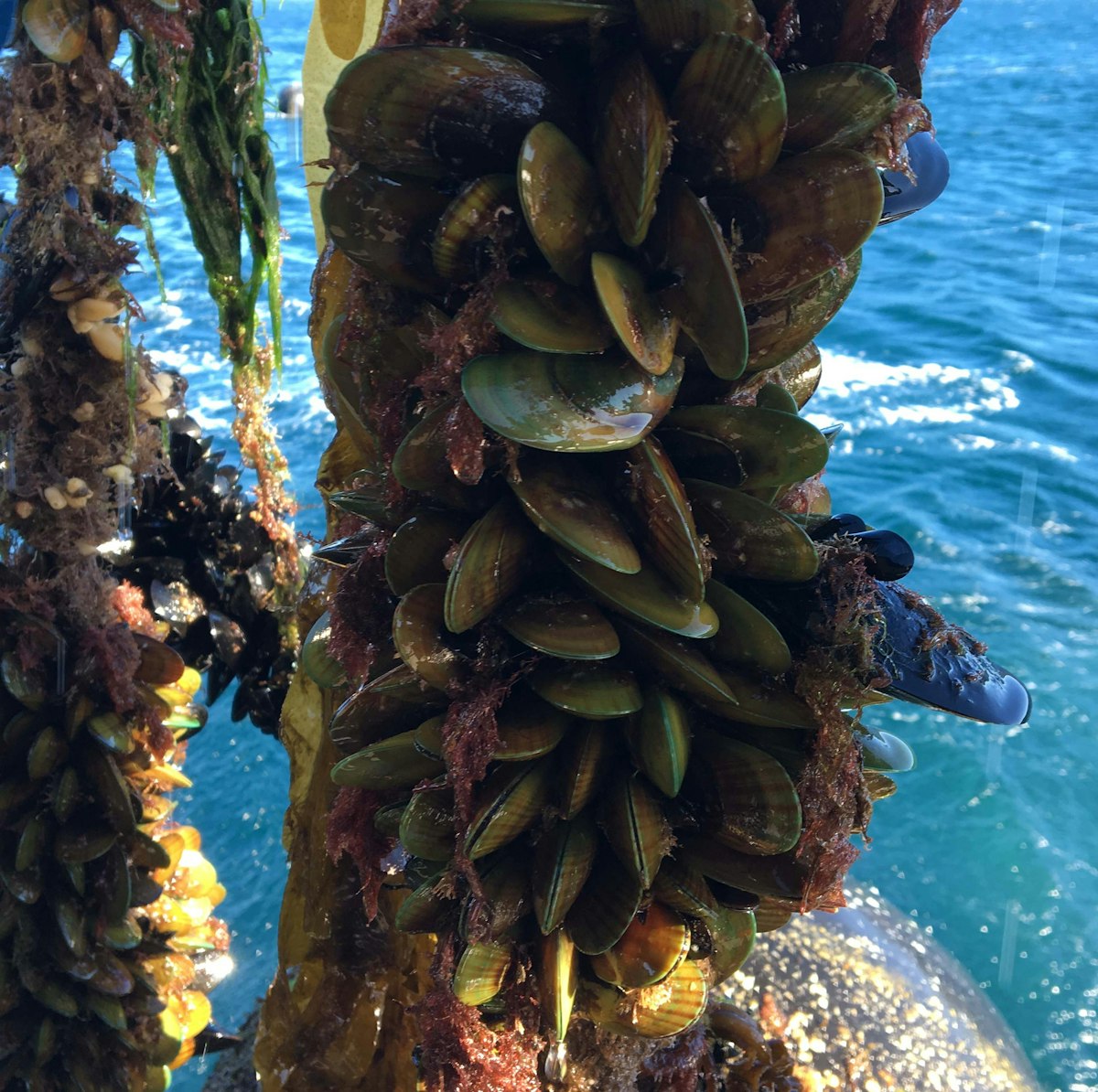 New Zealand’s green-lipped mussel industry
