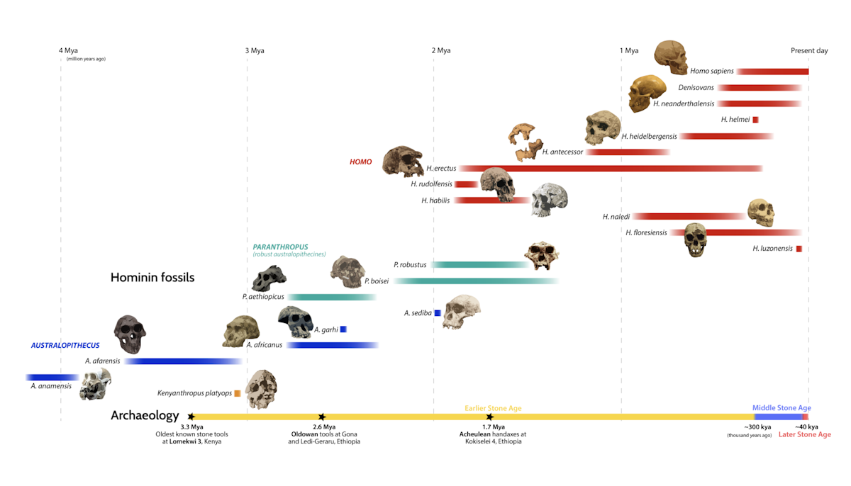 Timeline of human evolution and stone tool technology