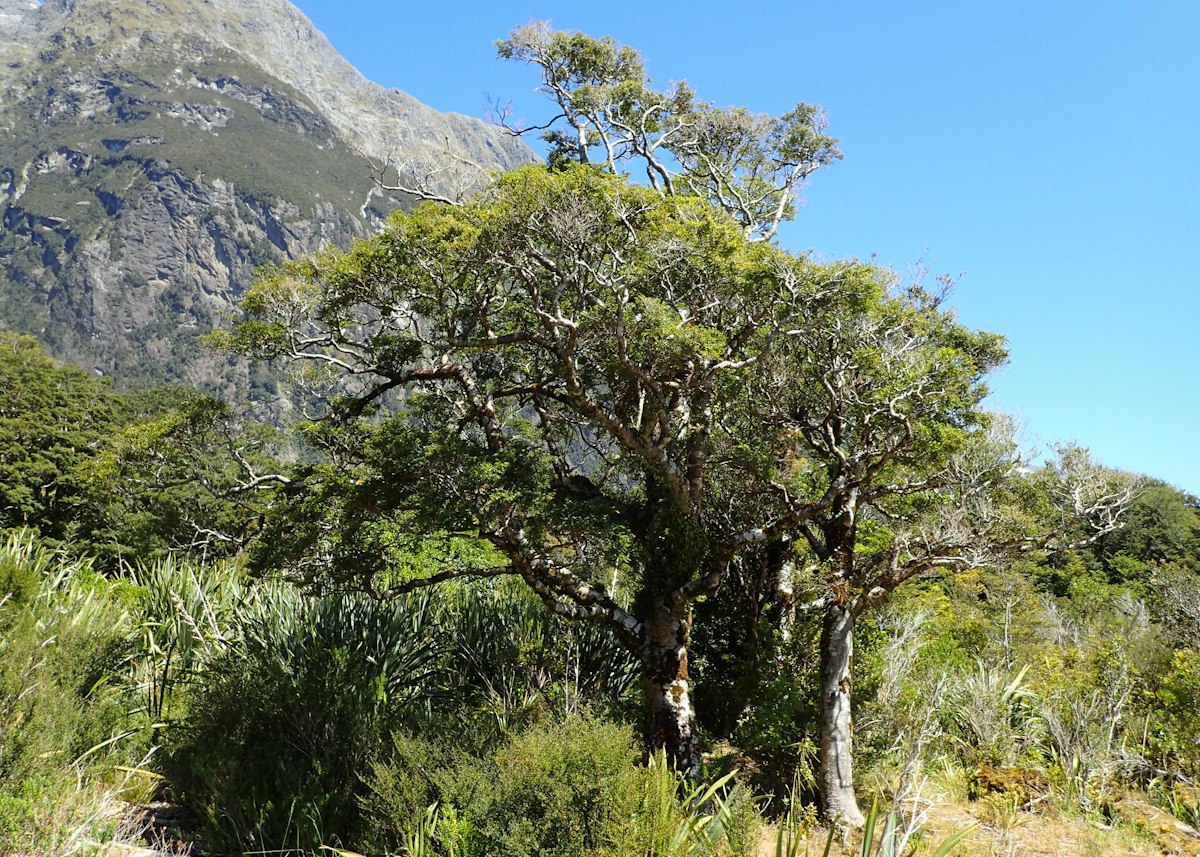 Mountain beech tree — Science Learning Hub