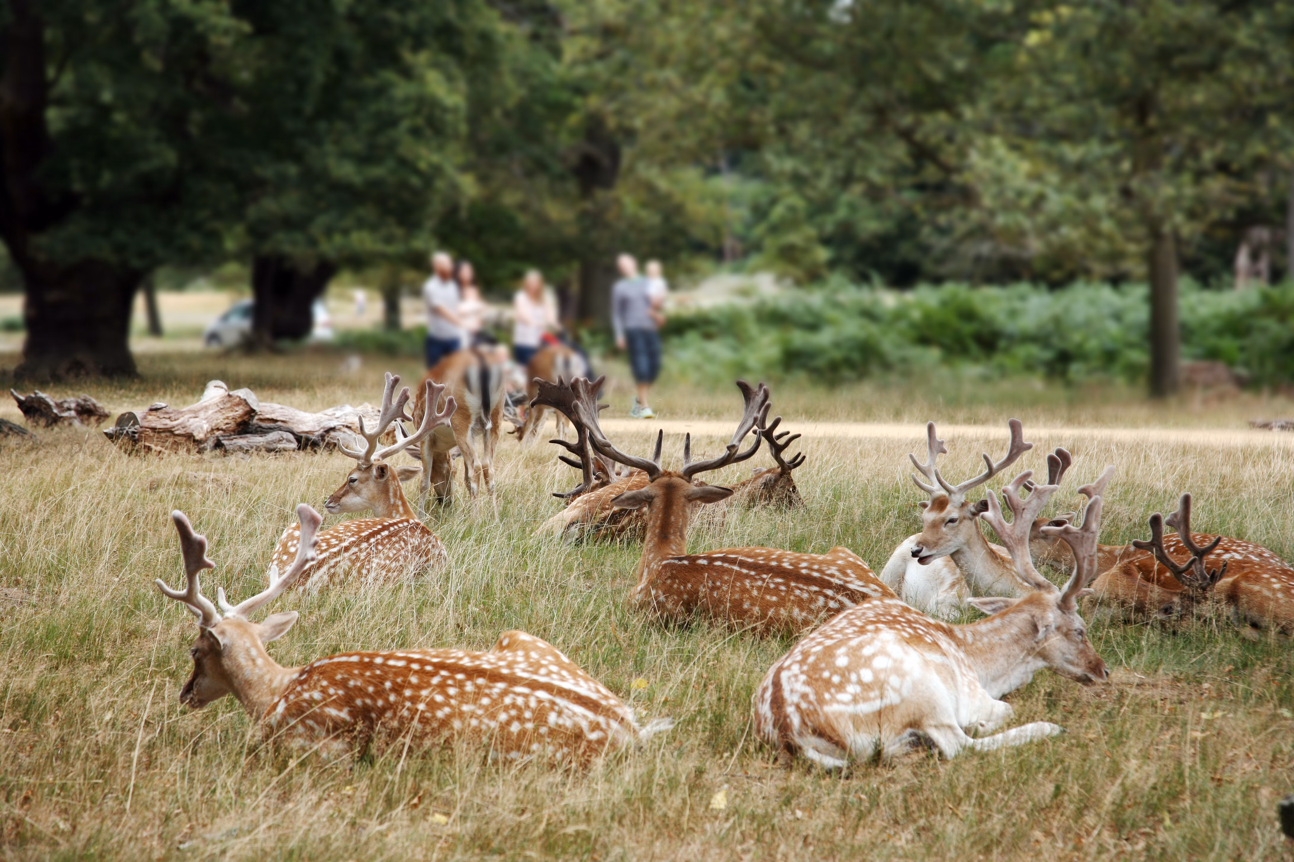 Deer in Richmond Park