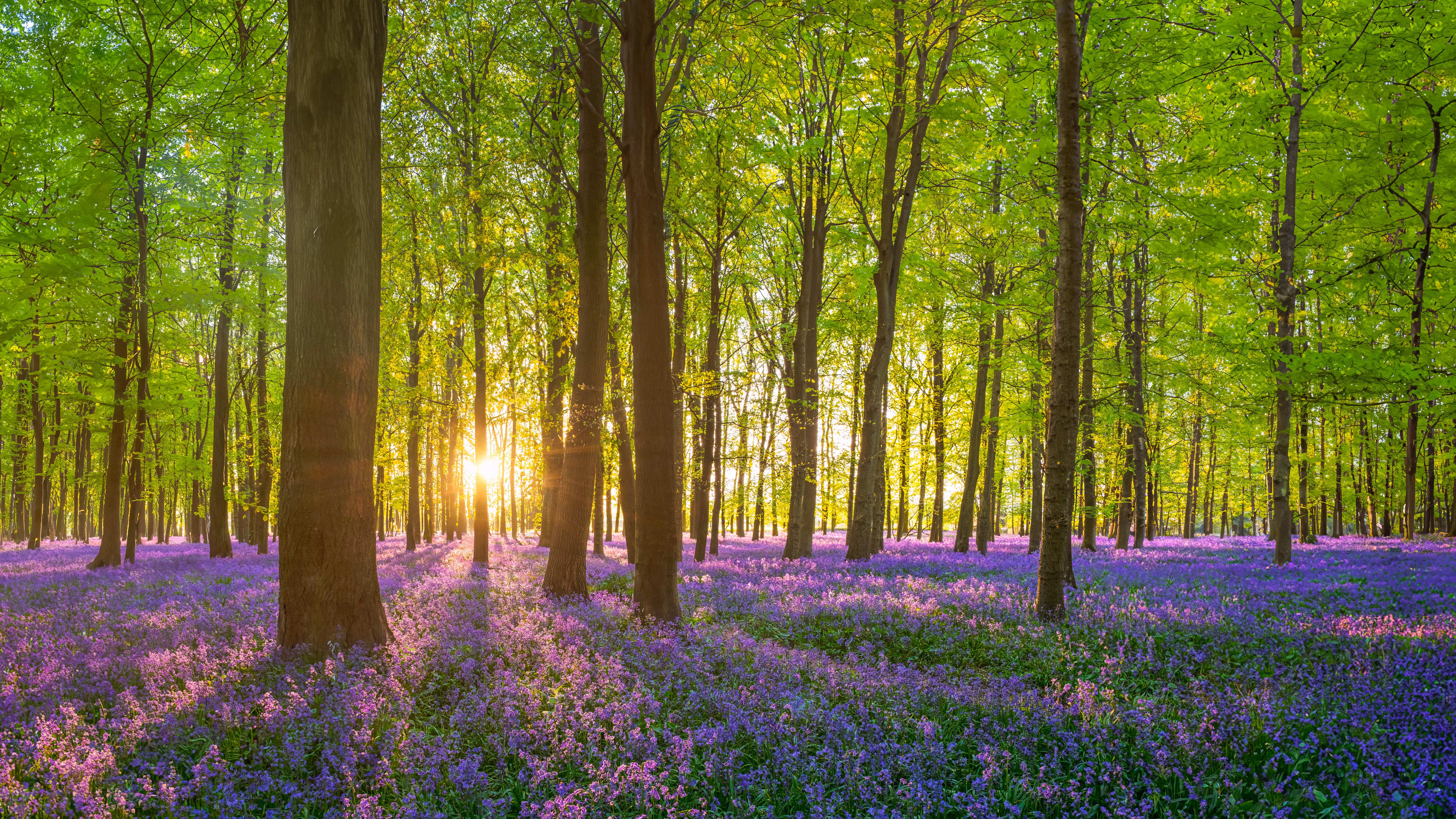 Bluebells in the New Forest