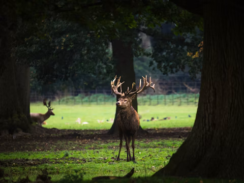 Woburn Abbey
