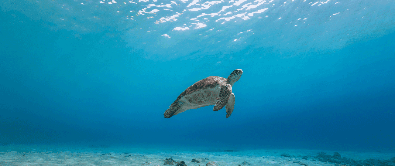 reptile, sea life, turtle, water, outdoors, nature, sea turtle, tortoise, underwater, ocean floor
