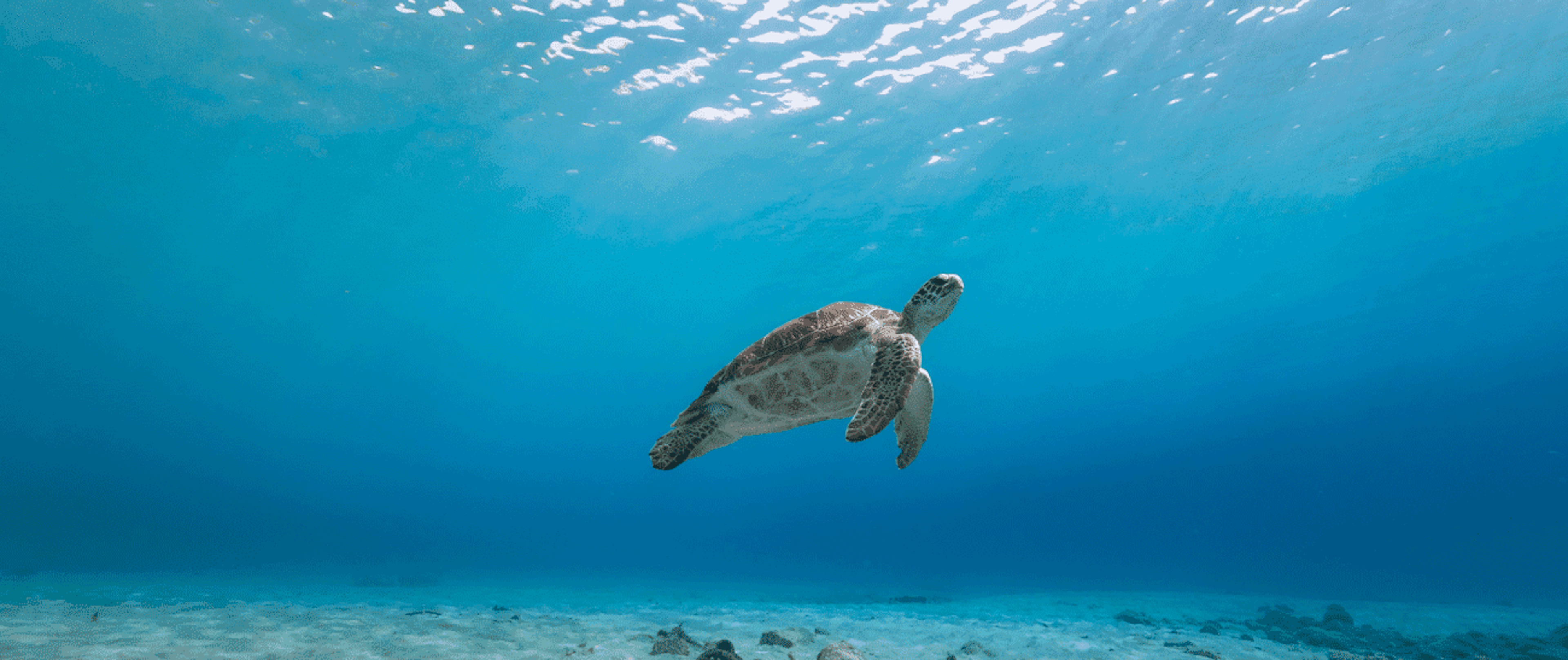 reptile, sea life, turtle, water, outdoors, nature, sea turtle, tortoise, underwater, ocean floor