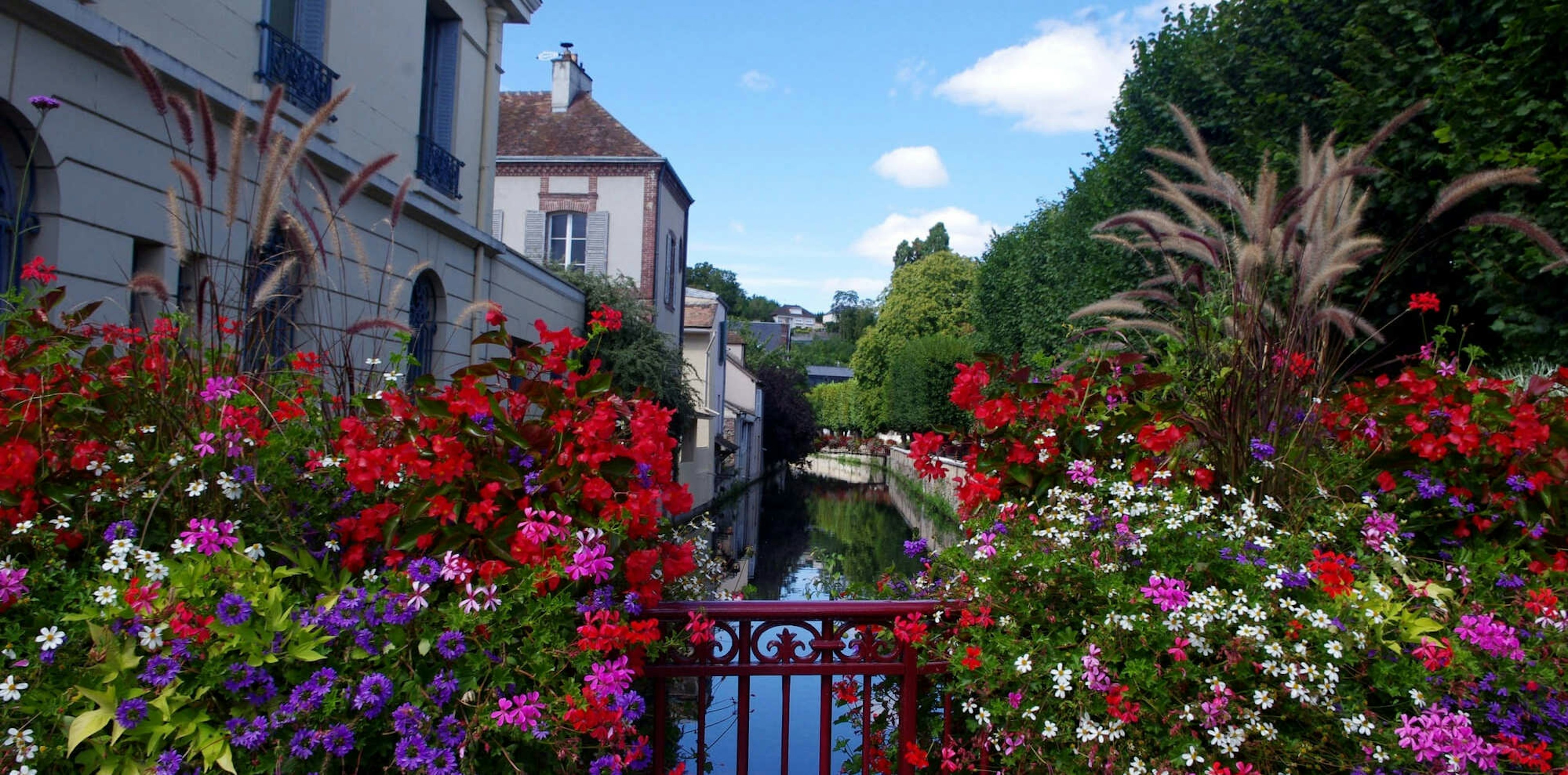 flower, geranium, garden, nature, outdoors, neighborhood, scenery, city, vegetation, tree