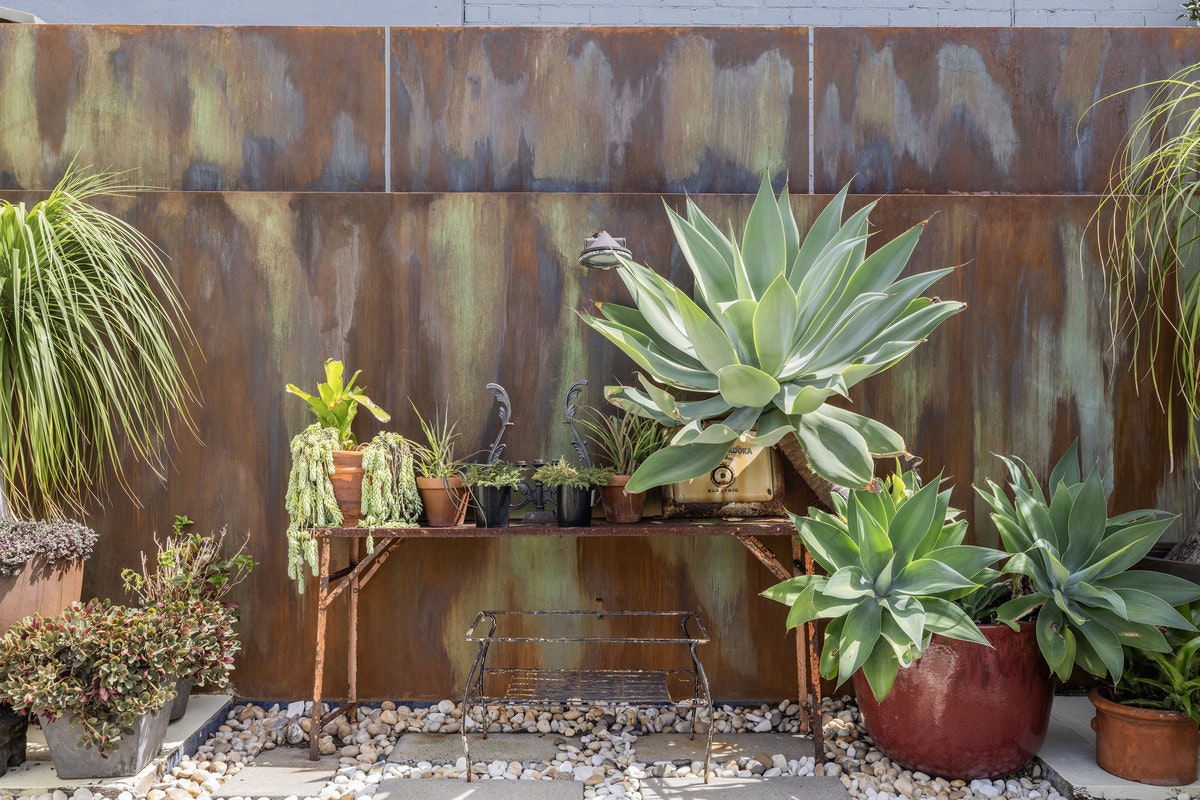 plant