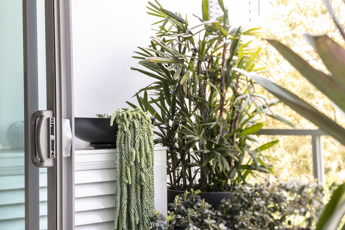 plant