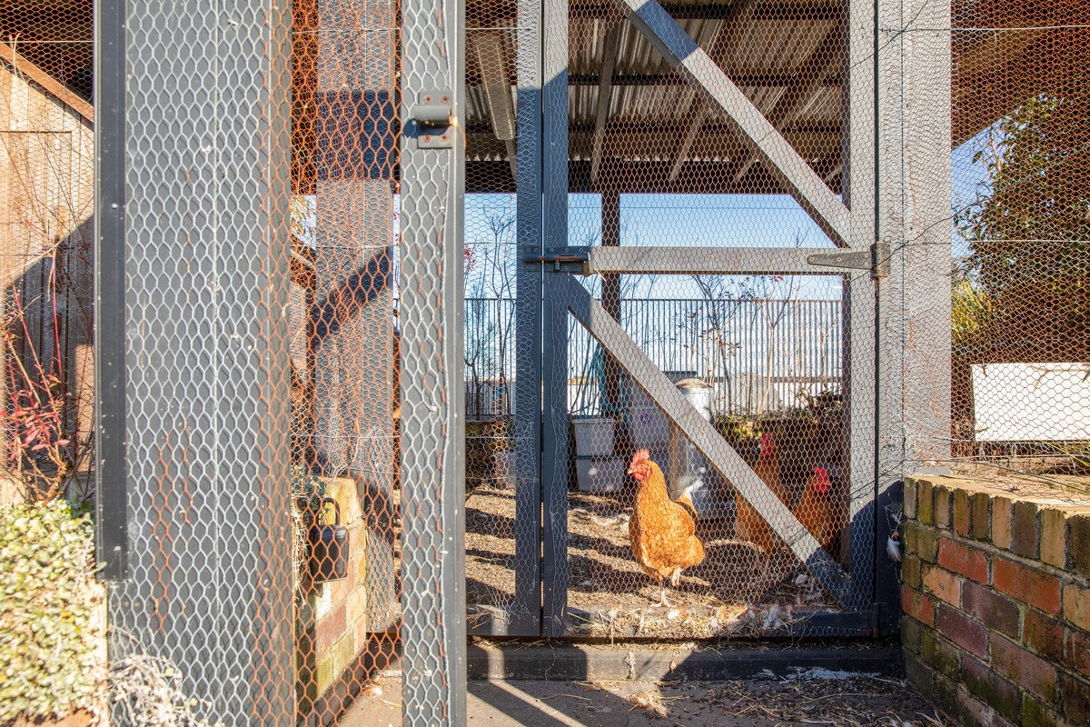 animal