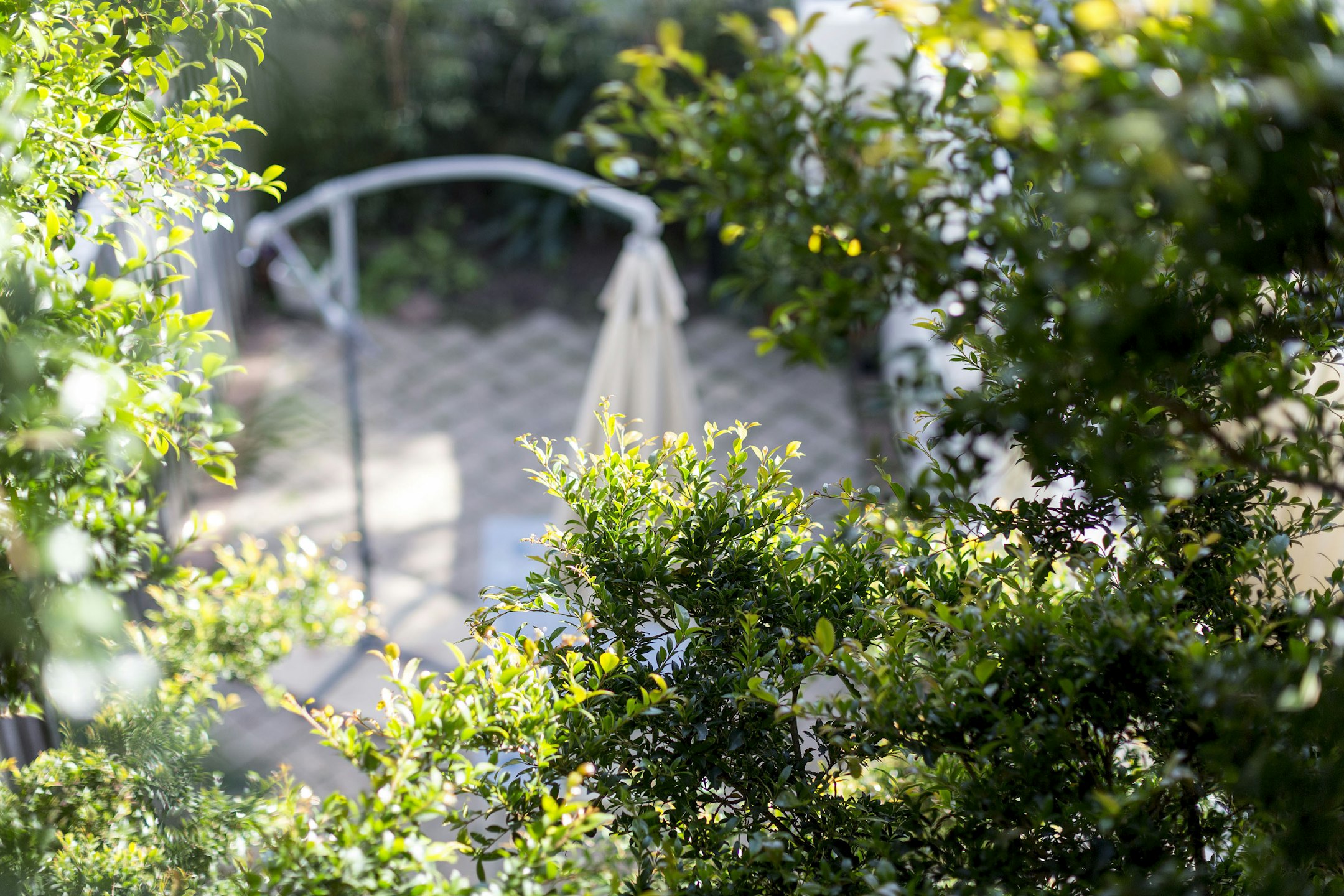 garden