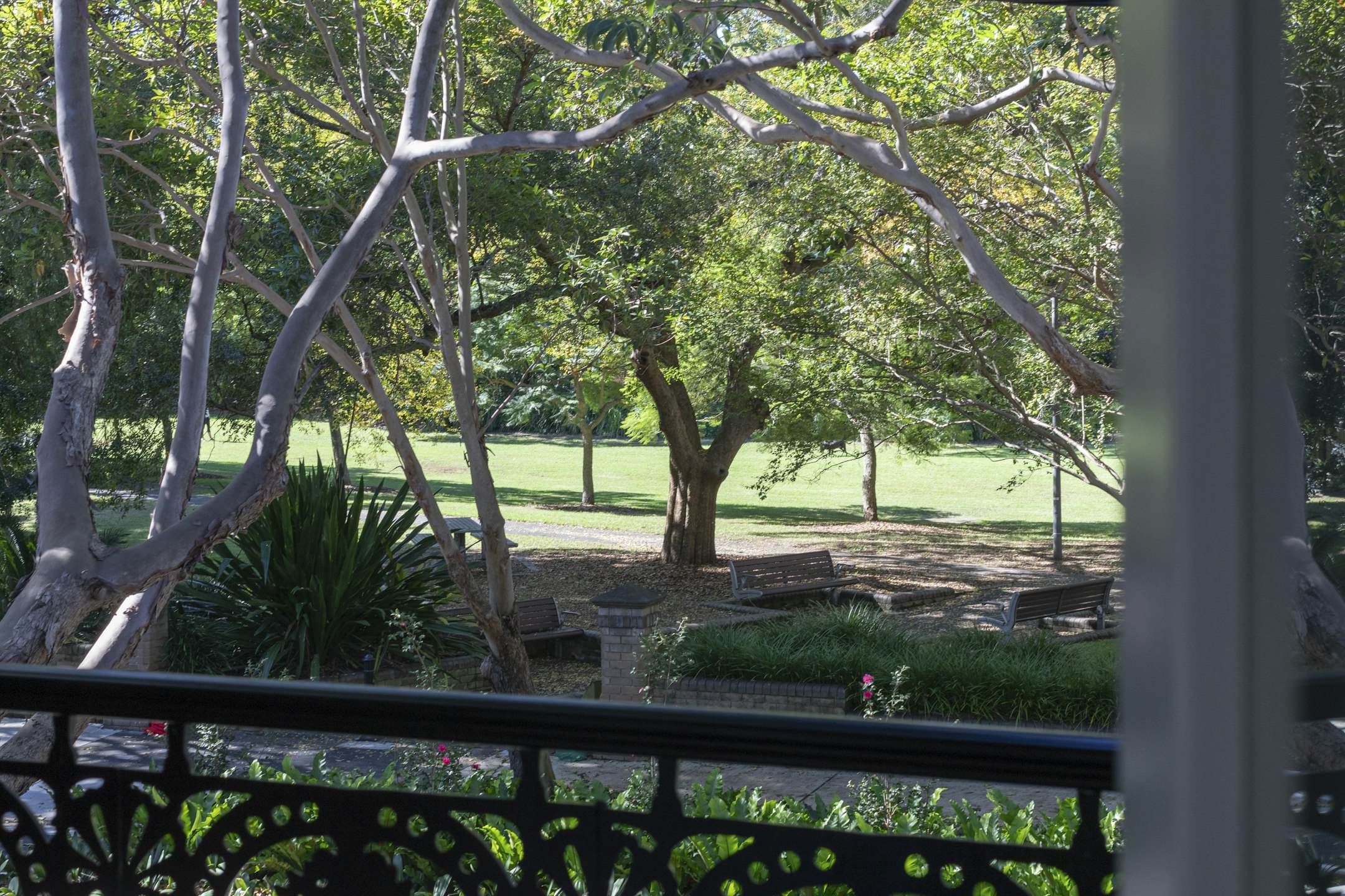 tree