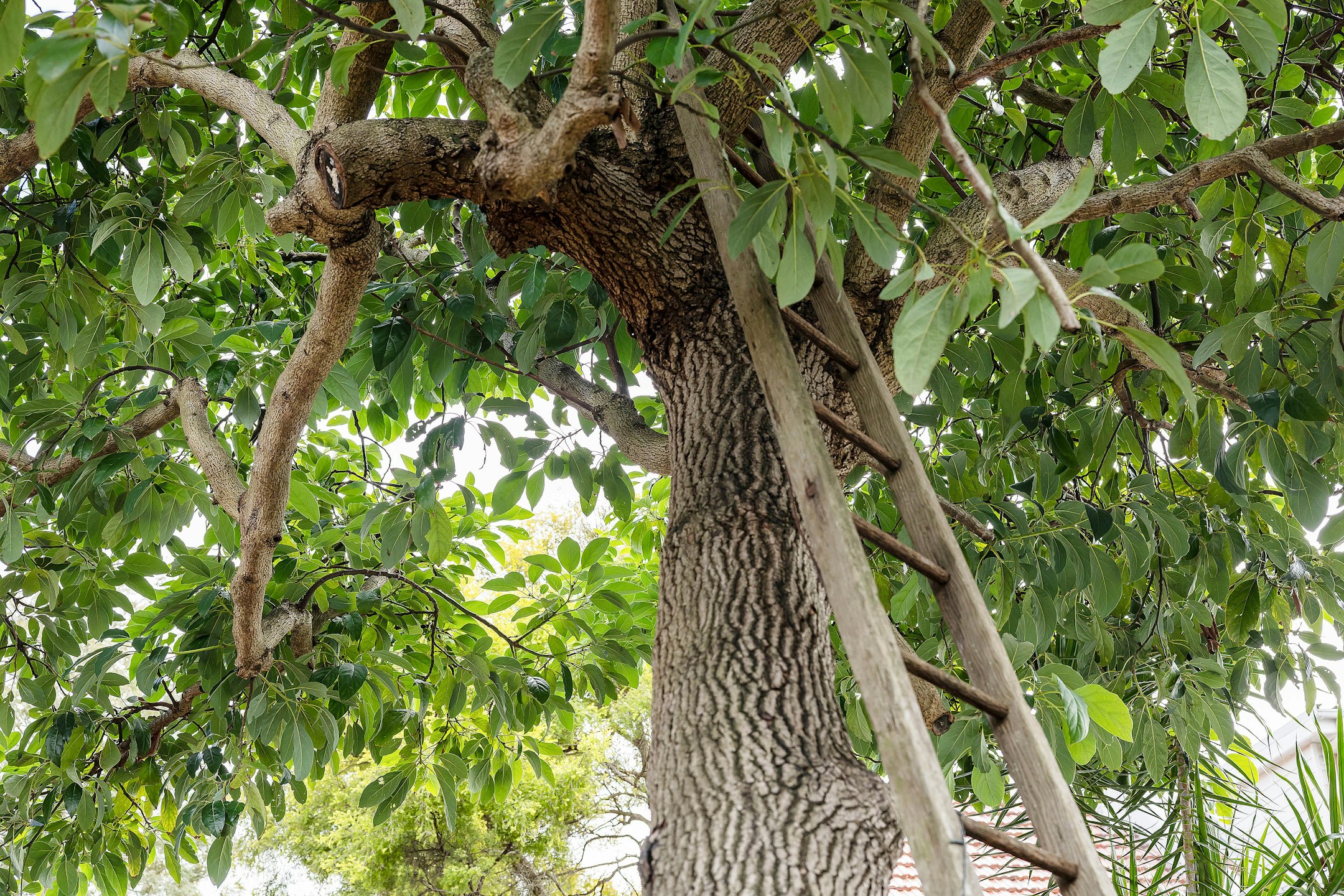 plant