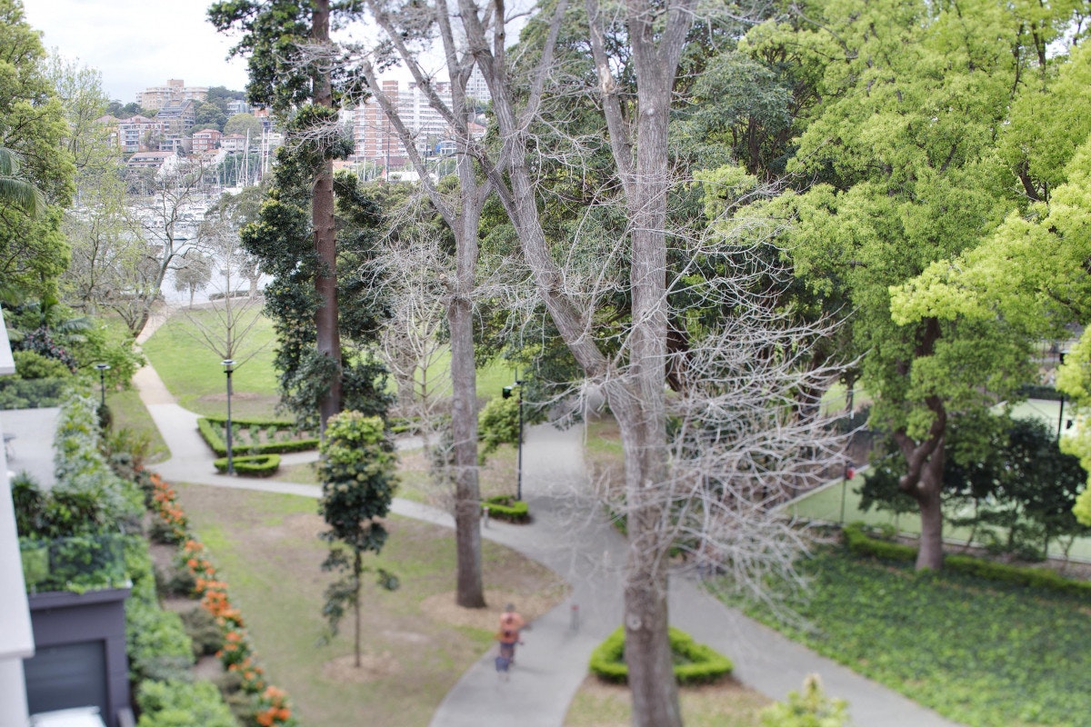 tree