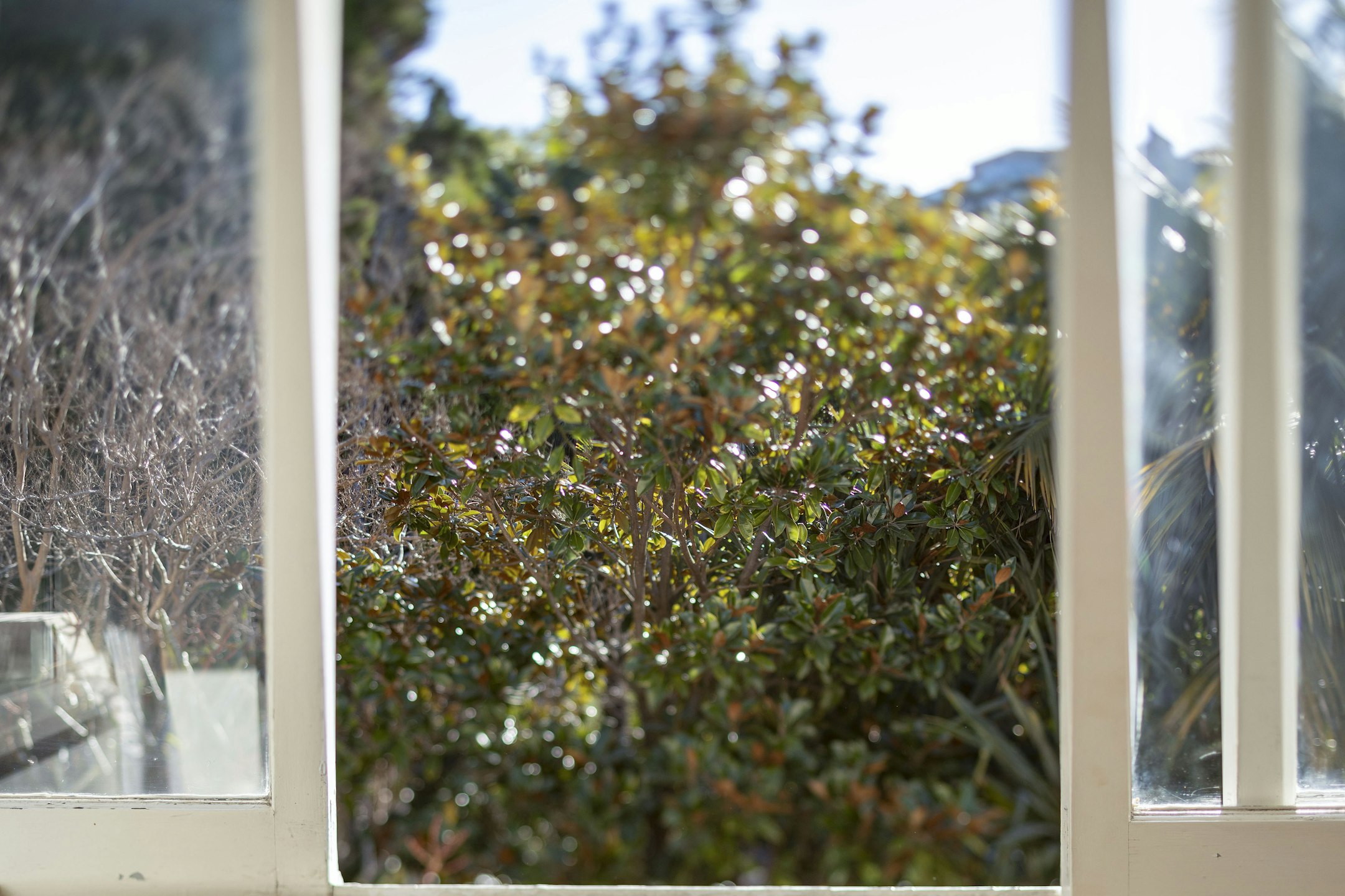 window